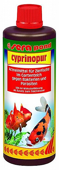 ����� ������ ������ ������ ������ ��� ����� SEAR CYPRINOPUR