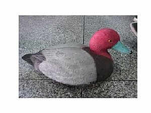 áøååæ áøååæ