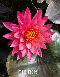 צמח מים ואנה ויזה צמח מים ואנה ויזה