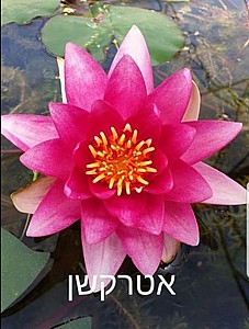צמח מים אטרקשן צמח מים אטרקשן