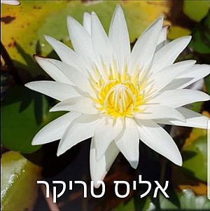 צמח מים אליס טריקר צמח מים אליס טריקר