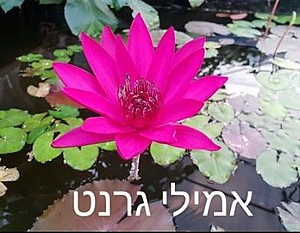 צמח מים אמילי גרנט צמח מים אמילי גרנט
