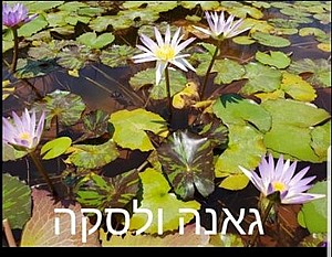 צמח מים גאנה ולסקה צמח מים גאנה ולסקה