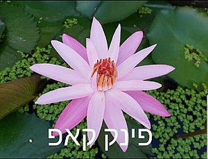 צמח מים פינק קאפ צמח מים פינק קאפ