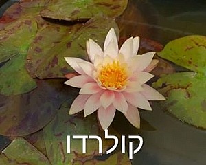 צמח מים קולורדו צמח מים קולורדו
